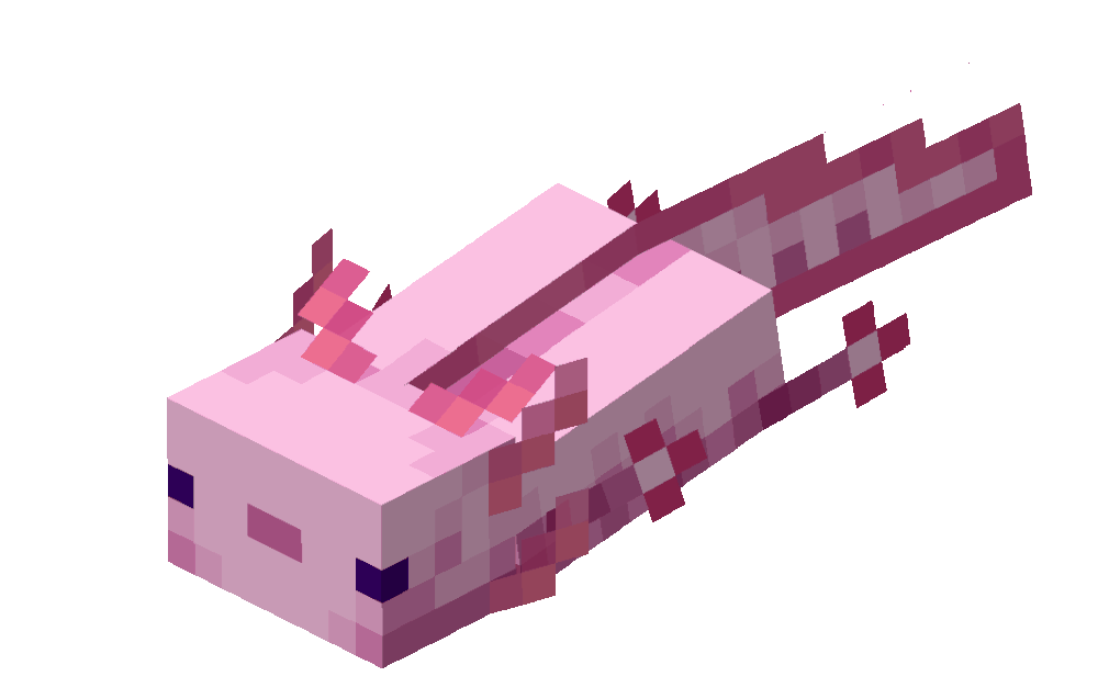 Axolotl Swimming